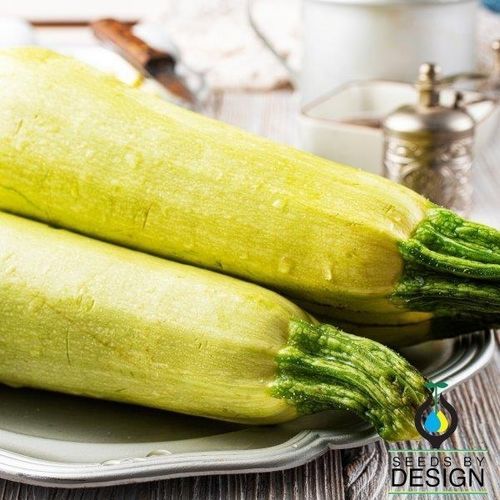 早熟南瓜种子 - Lebanese White Bush - Seeds by Design - 一年生 / 夏季 / 混合动力