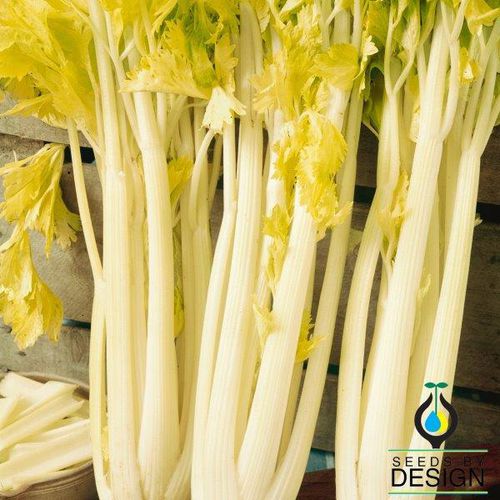 一年生水芹种子 - Golden Boy - Seeds by Design