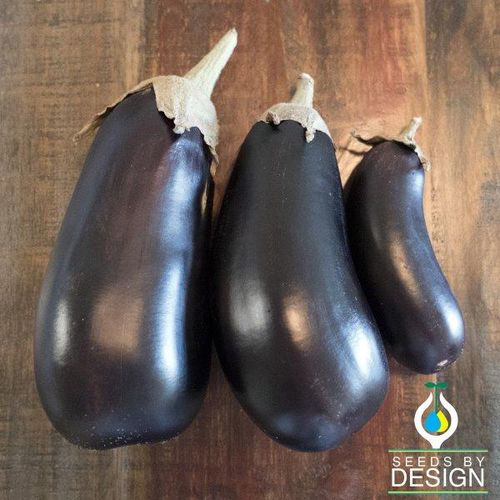 一年生茄子种子 - Florida Market - Seeds by Design