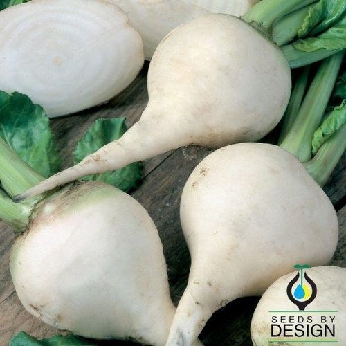糖料甜菜种子 - Albino - Seeds by Design - 锥形 / 白色
