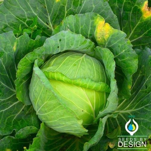 一年生卷心菜种子 - Glory of Enkhuizen - Seeds by Design - 秋季 / 混合动力
