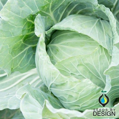 一年生卷心菜种子 - Drumhead - Seeds by Design - 混合动力