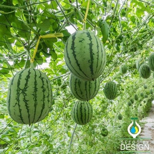 一年生西瓜种子 - Peacock Improved - Seeds by Design - 攀缘