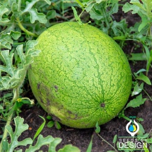 抗镰刀菌西瓜种子 - Greybelle - Seeds by Design - 炭疽病抗性 / 一年生 / 圆形