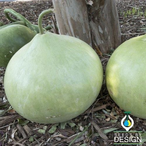 早熟南瓜种子 - Bushel - Seeds by Design - 圆形