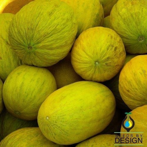 一年生甜瓜种子 - Amarillo Oro - Seeds by Design - 混合动力