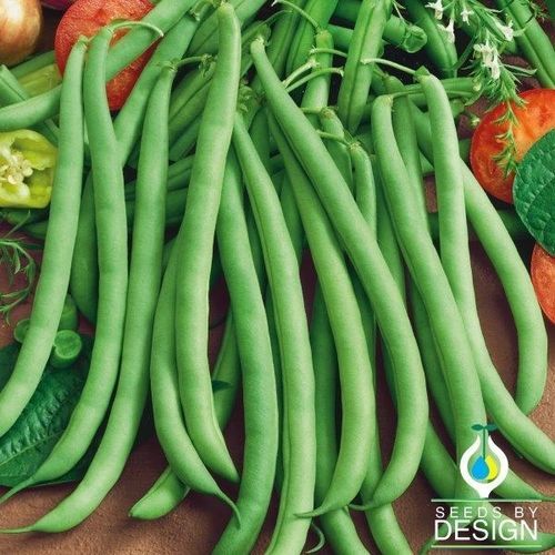 一年生菜豆种子 - Greencrop Bush - Seeds by Design - 混合动力