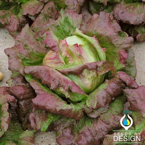 一年生生菜种子 - Batavian - Chrystal - Seeds by Design - 夏季