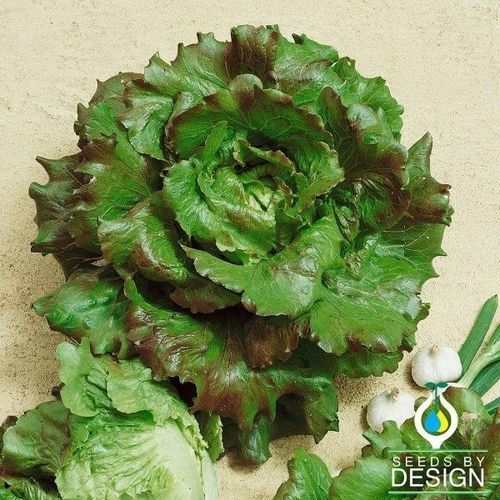 一年生生菜种子 - Batavian - Michelle - Seeds by Design