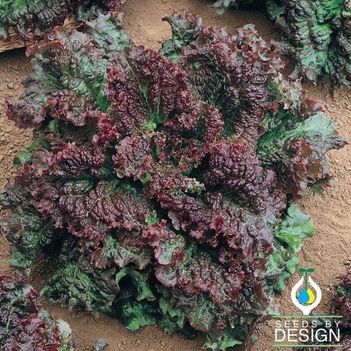 一年生生菜种子 - Gabriella - Seeds by Design