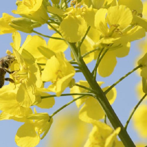 中等油菜种子 - BEATRIX CL - DSV UK/得斯威 - 秋季 / 抗叶枯病 / 抗倒伏