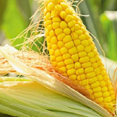 早熟玉米种子 - FARMUNOX - DSV UK/得斯威 - 抗倒伏