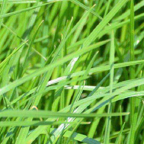 黑麦草动物饲料 - SHAKIRA - DSV UK/得斯威 - 土壤结构 / 用于饲料