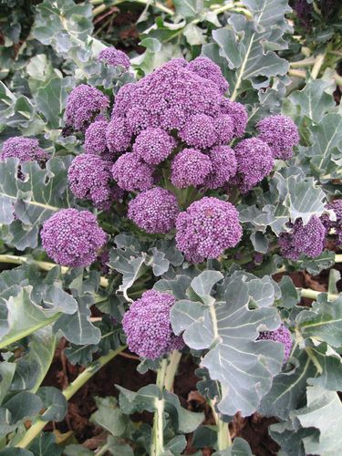 早熟西兰花种子 - Rioja - Elsoms Seeds - 春季