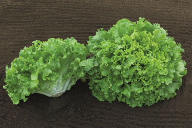 早熟生菜种子 - Claribel - Elsoms Seeds