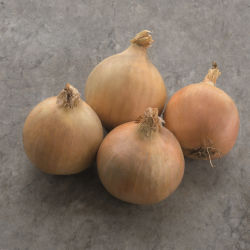 早熟洋葱种子 - Hybing - Elsoms Seeds