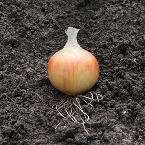 早熟洋葱种子 - Hysky - Elsoms Seeds - 抗镰刀菌