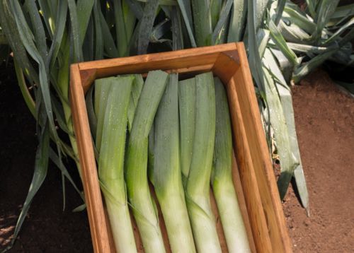 晚熟大葱种子 - Runner - Elsoms Seeds - 夏季