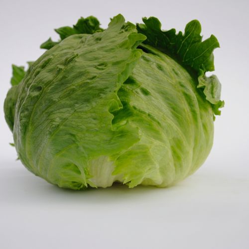 生菜种子 - Rumours - Elsoms Seeds