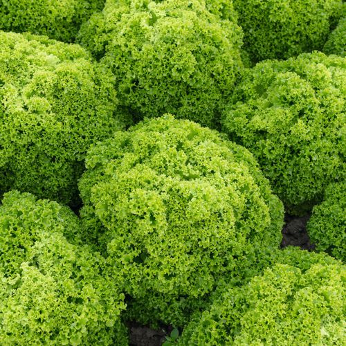 生菜种子 - Elle - Elsoms Seeds