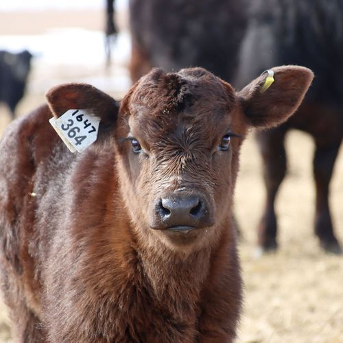 绵羊耳标 - Shearwell BOS Large female - Shearwell Data Ltd - 山羊 / 牛