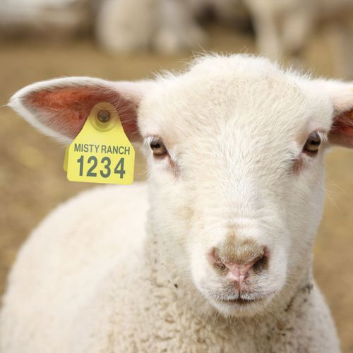 绵羊耳标 - Shearwell BOS Small female - Shearwell Data Ltd - 山羊 / 牛