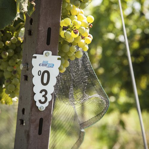 塑料园艺标签 - GRAPES - EMMEPI SRL