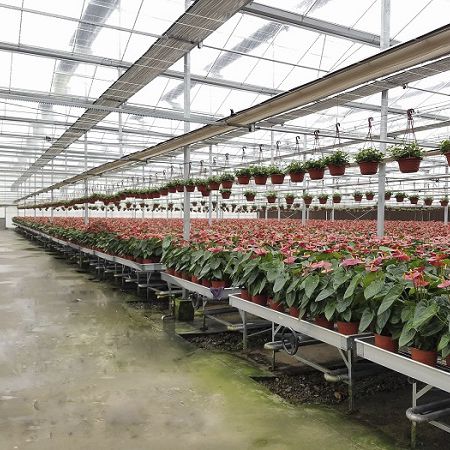高度可调节苗床 - Sunmax Greenhouse Technology Co., Ltd.