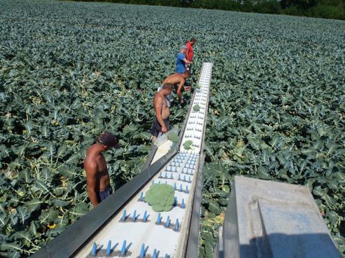 蔬菜收获机传送带 - VegBeet SP - Pack TTI  / Weber Cooling - 拖挂式 / 可折叠