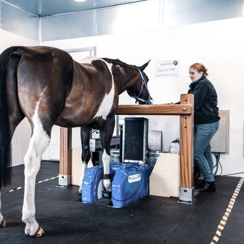 动物核磁共振成像系统 / 马用 - Hallmarq Veterinary Imaging