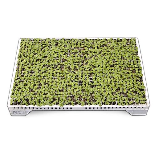 塑料育苗盘 - SEEDER 864 HOLES 60X40X7 - Pentaplast - 重复使用型 / 长方形