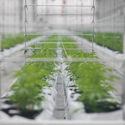 隧道式温室 - J. Huete Greenhouses - 玻璃