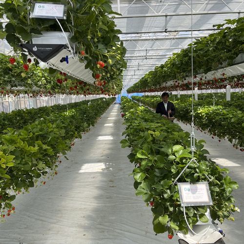 水培系统 - J. Huete Greenhouses