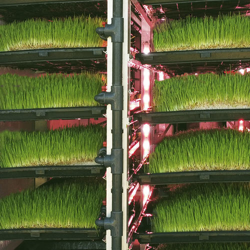 容器无土栽培系统 - J. Huete Greenhouses - 牧草种植