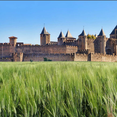 半早熟硬粒小麦种子 - Casteldoux - Florimond Desprez - 春季 / 抗锈病
