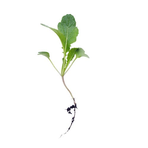 混合动物饲料 - CARINAZOTE - Deleplanque - 黄芥末 / 线虫病