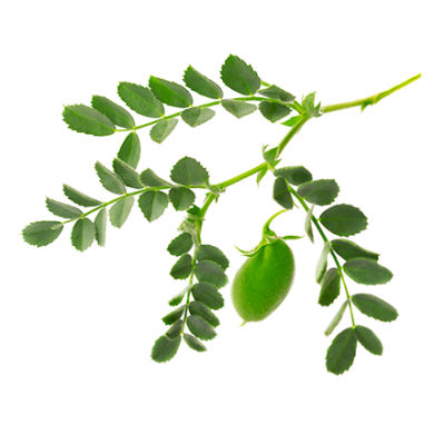 豌豆蛋白动物饲料 - CICERONE - Deleplanque