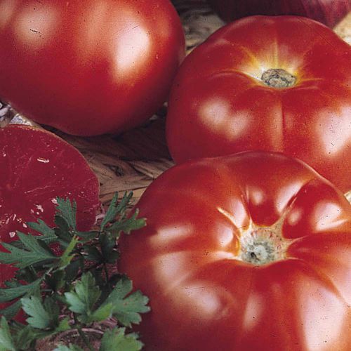 红色番茄种子 - Super Marmande - thompson-morgan - 粉色 / 圆形