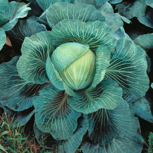 秋季卷心菜种子 - Kilaton - thompson-morgan - 混合动力
