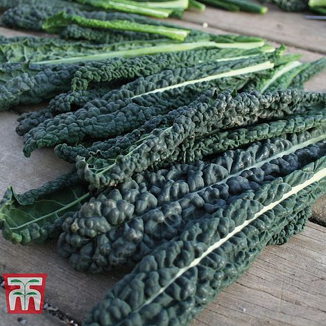 秋季卷心菜种子 - Black Magic - thompson-morgan - 冬季