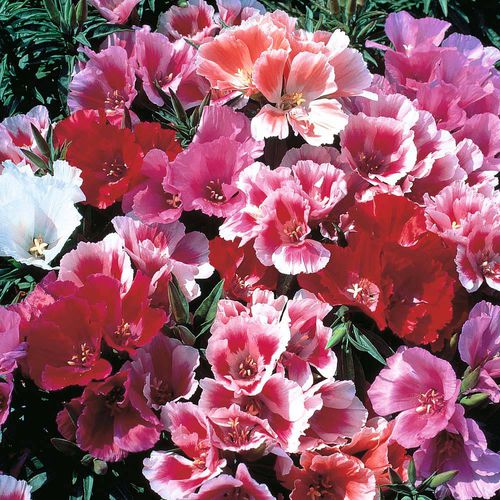 一年生花种子 - Godetia  - thompson-morgan - 混色 / 用于花园 / 盆栽