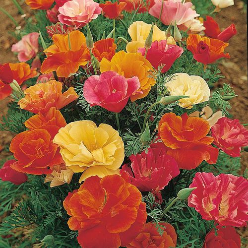 一年生花种子 - Californian Poppy  - thompson-morgan - 橙色 / 红色 / 黄色