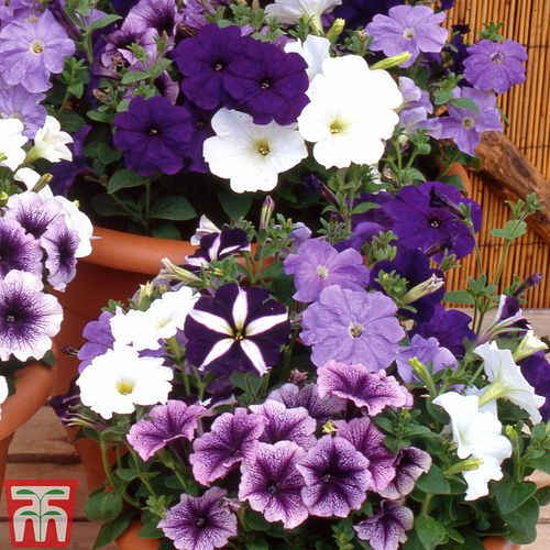 一年生花种子 - Petunia  - thompson-morgan - 混色 / 盆栽 / 混合动力