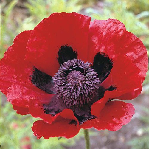 多年生花种子 - Poppy  - thompson-morgan - 红色 / 用于花园 / 鲜切花