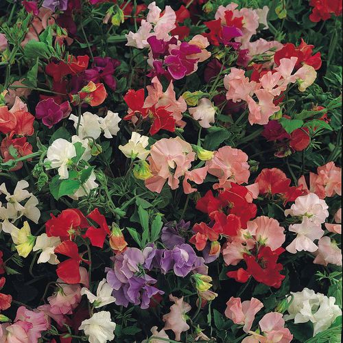 一年生花种子 - Snoopea - thompson-morgan - 混色 / 用于花园
