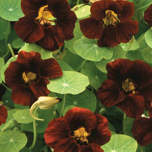 一年生花种子 - Black Velvet - thompson-morgan - 用于花园