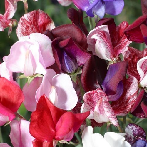 一年生花种子 - Old Spice Mixed - thompson-morgan - 混色 / 用于花园 / 鲜切花
