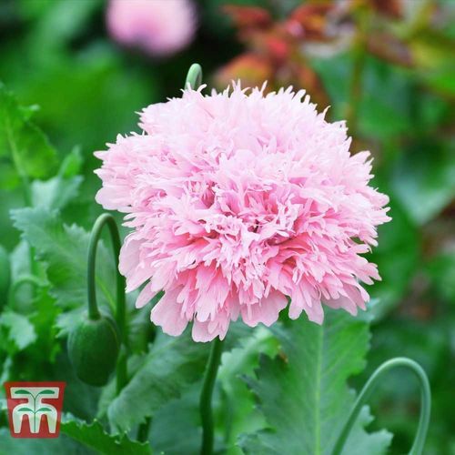 一年生花种子 - Poppy 'Lilac Pom Pom' - thompson-morgan - 粉色 / 用于花园 / 鲜切花