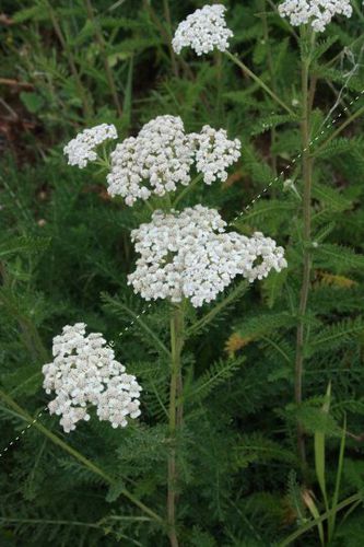 多年生花种子 - FAC101 - Le Biau Germe - 白色 / 鲜切花 / 生物