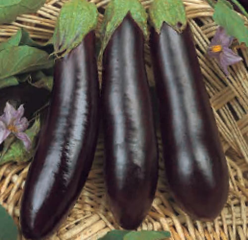 早熟茄子种子 - VIOLETTE DE RIMINI - BIO - essembio - 生物 / 大棚栽培